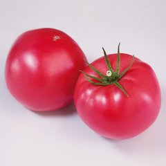 Фото 1 - Фінлі (КС 1205) F1 томат індетермінантний Kitano Seeds 100 насінин