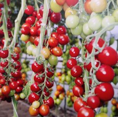 Фото 1 - KS (КС) 959 F1 томат черрі індетермінантний Kitano Seeds 100 насінин