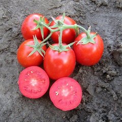 Фото 1 - Родион F1 томат детерминантный Hazera 1000 семян