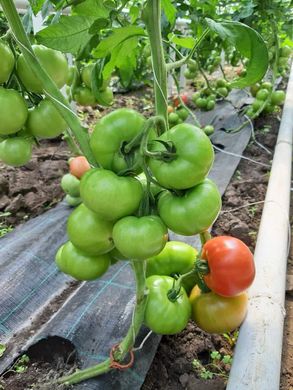 Фото 4 - Сім-Сім (EZ 777) F1 томат індетермінантний Libra Seeds 100 насінин