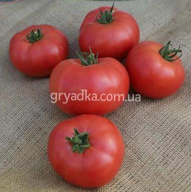 Фото 2 - Фінлі (КС 1205) F1 томат індетермінантний Kitano Seeds 100 насінин