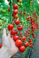 Фото 1 - Миноприо F1 томат индетерминантный Clause 250 семян