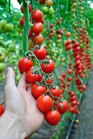 Фото 1 - Миноприо F1 томат индетерминантный Clause 250 семян
