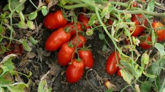 Фото 1 - Харді F1 томат детермінантний Heinz 5 000 насінин
