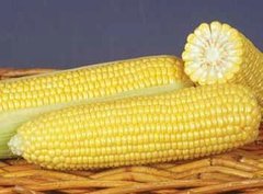 Фото 1 - ГСС 8529 F1 кукурудза суперсолодка Syngenta 100 000 насінин