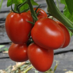 Фото 1 - Рева F1 томат індетермінантний Hazera 250 насінин