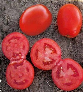 Фото 1 - 1509 F1 томат детерминантный Lark Seeds 500 семян