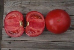 Фото 1 - Кибо F1 томат индетерминантный Kitano Seeds 100 семян
