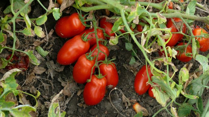 Фото 1 - Харді F1 томат детермінантний Heinz 5 000 насінин