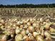 Кейс F1 цибуля озима Lark Seeds 200000 насінин