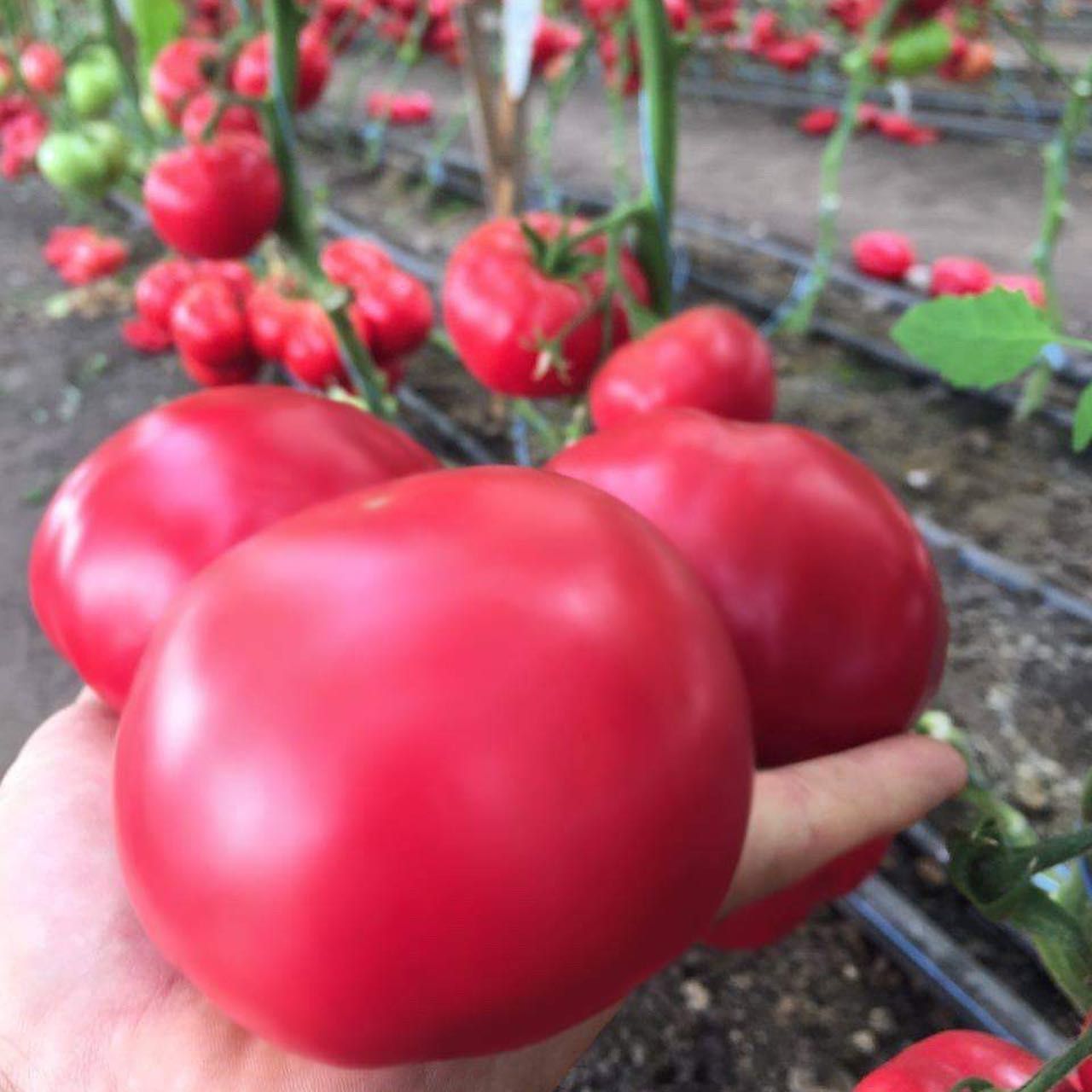 Семена томатов французская селекция