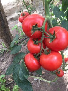 Фото 1 - 1606 F1 томат індетермінантний Spark Seeds 250 насінин