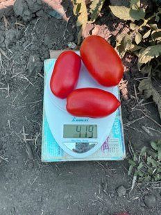 Фото 1 - Драй F1 томат детерминантный Lark Seeds 500 семян