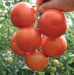 Фото 1 - Лилос F1 томат индетерминантный Rijk Zwaan 100 семян
