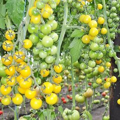 Фото 1 - Голдвин F1 томат индетерминантный Clause 250 семян