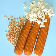 Фото 1 - Естрелла F1 кукурудза для попкорну Spark Seeds 2 500 насінин