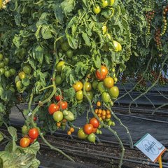 Фото 1 - Джангси F1 томат индетерминантный Hazera 500 семян