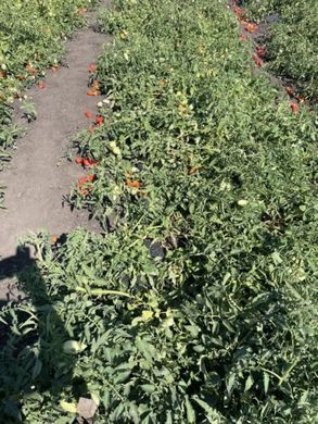 Фото 2 - Драй F1 томат детермінантний Lark Seeds 500 насінин