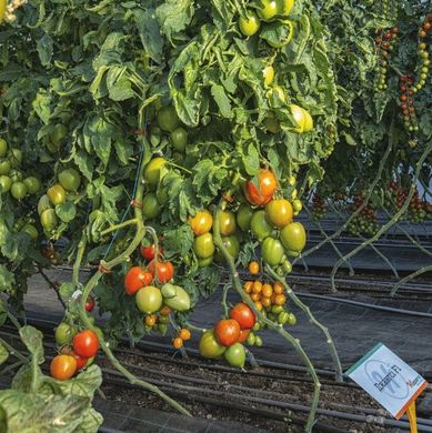 Фото 1 - Джангси F1 томат индетерминантный Hazera 500 семян