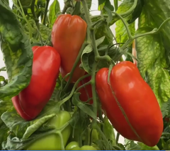 Фото 1 - Корнабел F1 томат индетерминантный Hazera 250 семян