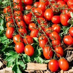 Фото 1 - Тути-Фрути томат индетерминантный Clause 250 семян