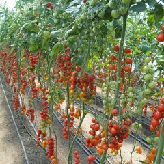 Фото 1 - Ітіро (КС 4559) F1 томат черрі індетермінантний Kitano Seeds 100 насінин