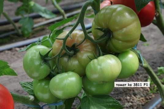IENA - tommo様ご確認用 KS (КС) 3811 F1 томат індетермінантний Kitano Seeds 100 насінин