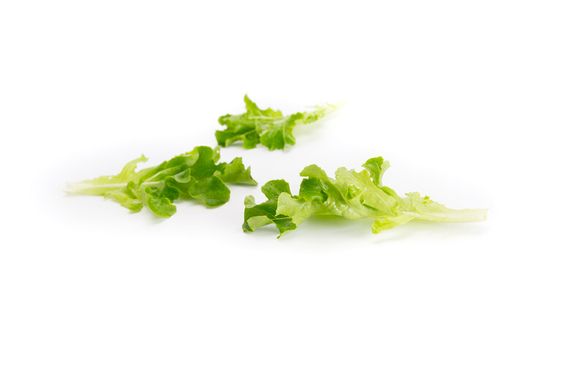 Фото 2 - Вебер салат тип Baby leaf Rijk Zwaan 100 000 насінин