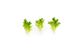 Вебер салат тип Baby leaf Rijk Zwaan 100 000 семян