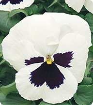 Фото 1 - Фиалка Динаcтия Вайт Блотч/White Blotch Kitano Seeds 100 семян