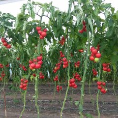 Фото 1 - Маско F1 томат индетерминантный Clause 250 семян