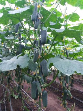 Фото 3 - Такері (КС 70) F1 огірок партенокарпічний Kitano Seeds 250 насінин