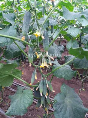 Фото 4 - Такері (КС 70) F1 огірок партенокарпічний Kitano Seeds 250 насінин