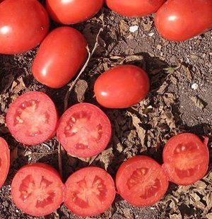 Фото 1 - UG 124 F1 томат детермінантний United Genetics 10000 насінин