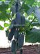 Такері (КС 70) F1 огурец партенокарпический Kitano Seeds 250 семян