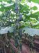 Такері (КС 70) F1 огірок партенокарпічний Kitano Seeds 250 насінин