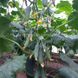 Такері (КС 70) F1 огірок партенокарпічний Kitano Seeds 250 насінин