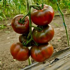 Фото 1 - Бронзон F1 томат индетерминантный Clause 10 семян