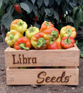 Фото 1 - Рубікон F1 перець солодкий Libra Seeds 1000 насінин