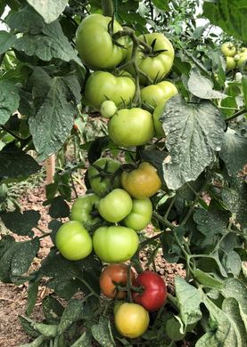 Фото 2 - Села F1 томат напівдетермінантний Libra Seeds 100 насінин