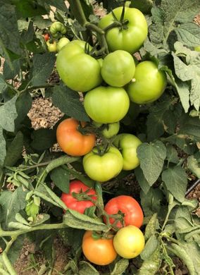 Фото 3 - Села F1 томат напівдетермінантний Libra Seeds 100 насінин