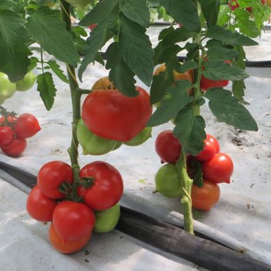 Фото 3 - Целестин F1 томат индетерминантный Clause 250 семян