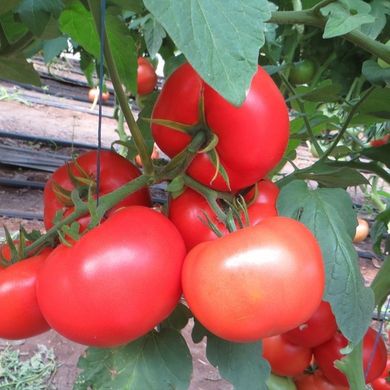 Фото 2 - Целестин F1 томат индетерминантный Clause 250 семян