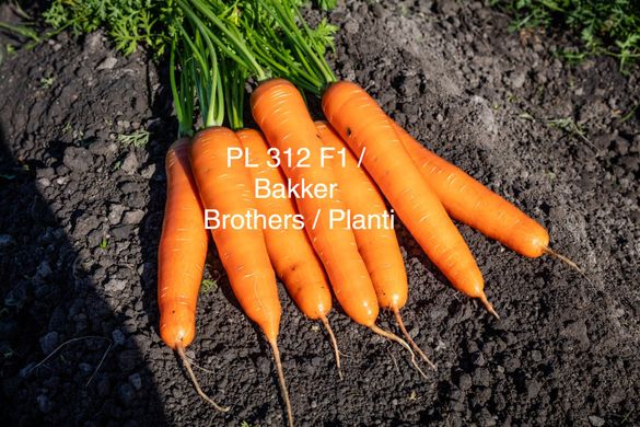 Фото 1 - PL 312 F1 морковь Bakker Brothers 25000 семян