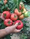 Села F1 томат напівдетермінантний Libra Seeds 100 насінин