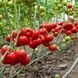 Целестин F1 томат индетерминантный Clause 250 семян