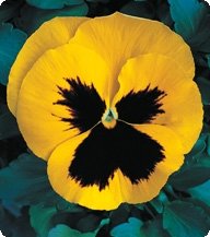 Фото 1 - Фіалка Динаcтія Єллоу Блотч/Yellow Blotch Kitano Seeds 100 насінин