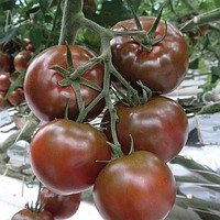 Фото 1 - Біг Сашер F1 томат індетермінантний Yuksel Tohum 100 насінин