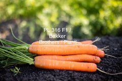Фото 1 - Моргана F1 (PL 316) морква Bakker Brothers 25000 насінин