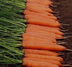 Фото 1 - Монанта морква нантська Rijk Zwaan 50 гр